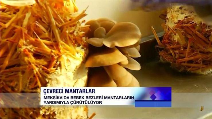 Bebek bezlerini çürüten çevreci mantarlar