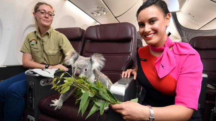 Şanslı koala Business class uçtu