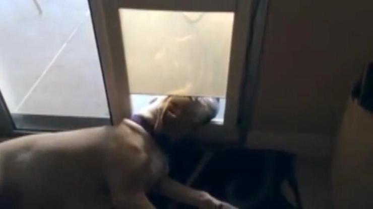Kafasına çarpan otomatik kapıya rağmen uyuyan köpek