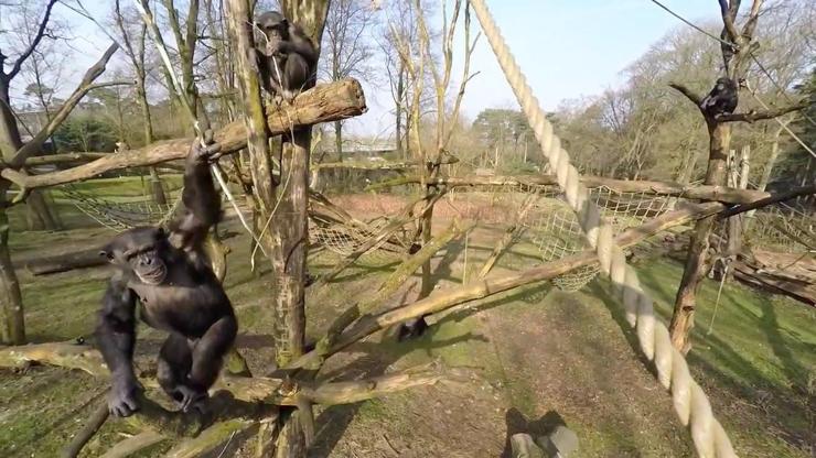 Sinek avlar gibi drone avlayan şempanze