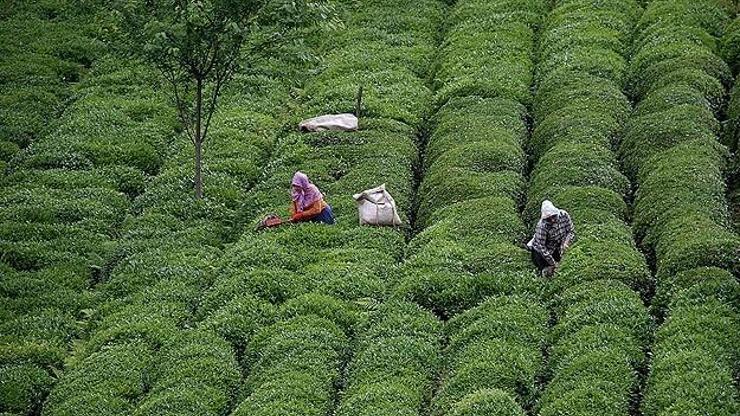 Yaş çayda 1,2 milyon tonluk üretim beklentisi