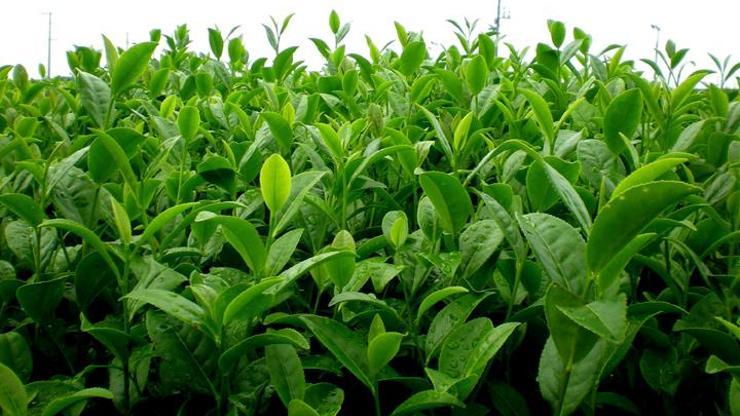 Yeşil çay antioksidan zengini
