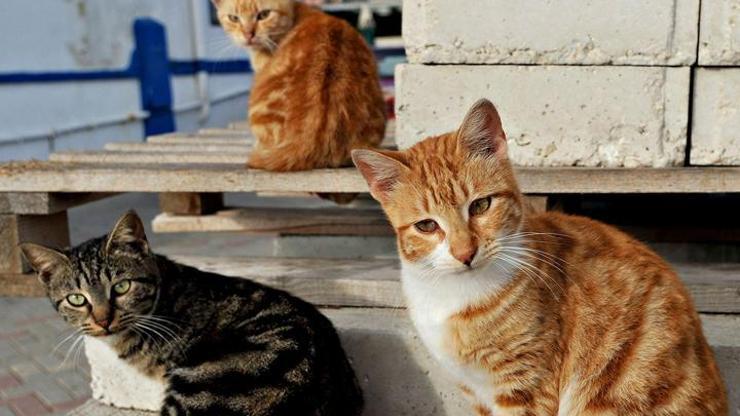 İstanbul Veteriner Hekimler Odası kedileri uyardı: Trafolardan uzuk durun