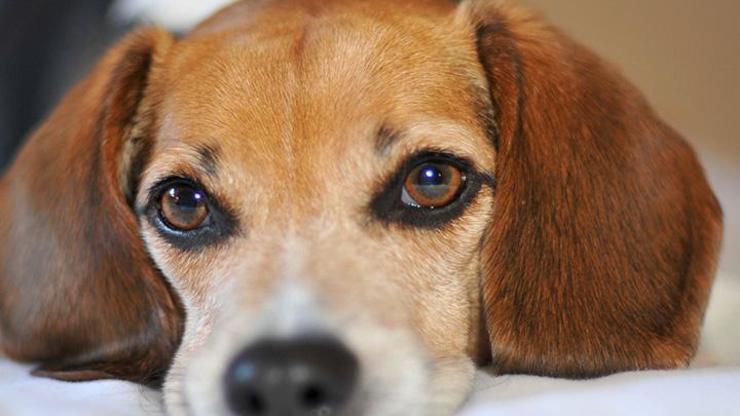 Kayıp köpeğini bulana 1 milyon 700 bin liralık evini verecek