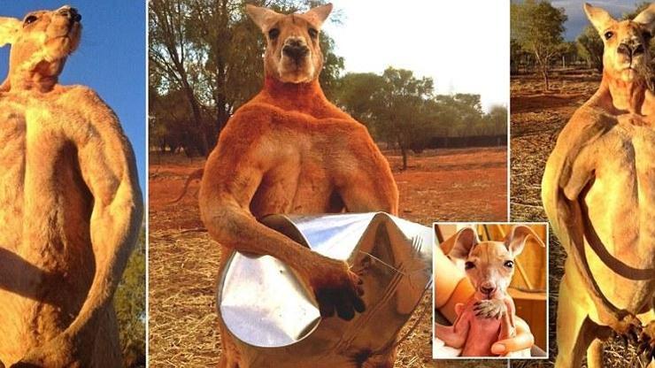 Süper kanguru metal kovaları eğlence olsun diye bükebiliyor