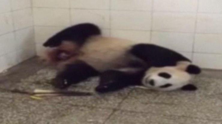 Pandanın doğum anı böyle görüntülendi