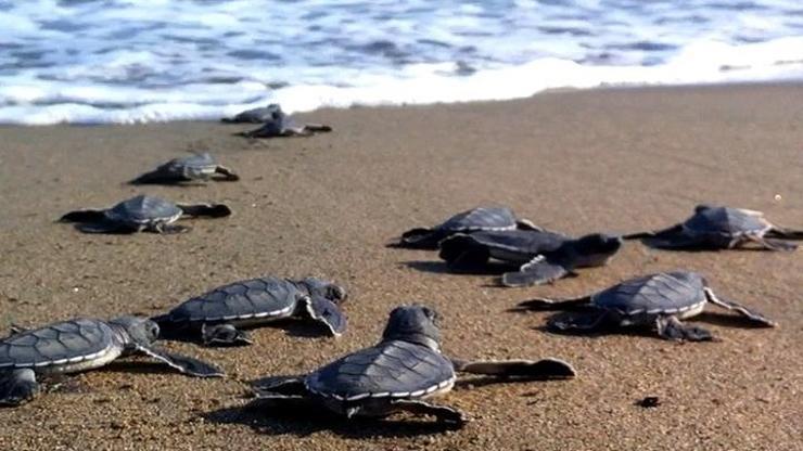 Caretta caretta yavruları suyla buluştu