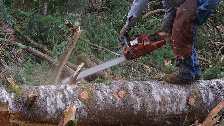 Ormandan 3 kavak ağacı kesti, 5 ay hapis cezasına çarptırıldı