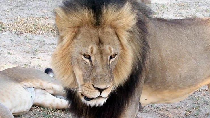 Zimbabveliler ikinci aslan avcısı ABDli doktorun peşinde
