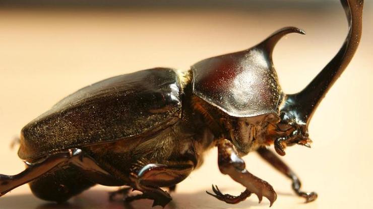 Gergedan böceği yakalayana 39 bin liraya kadar ceza uyarısı