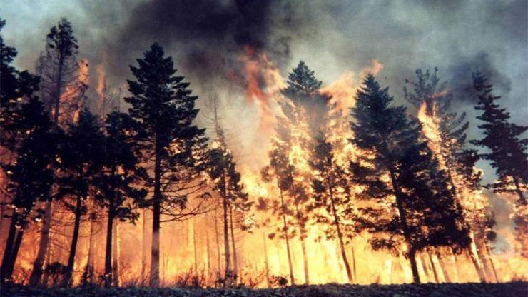 Köyceğizde orman yangını