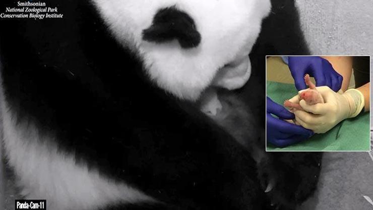 ABDde doğan panda yavrularından biri öldü