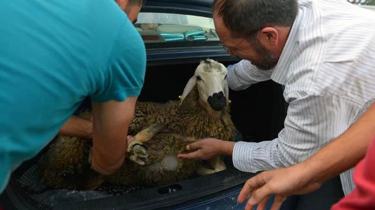 Kurbanlık hayvana eziyet edene ceza kesilecek