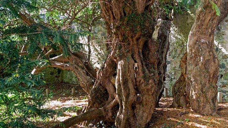 İngilterede 3 bin yaşındaki ağaç cinsiyet değiştiriyor