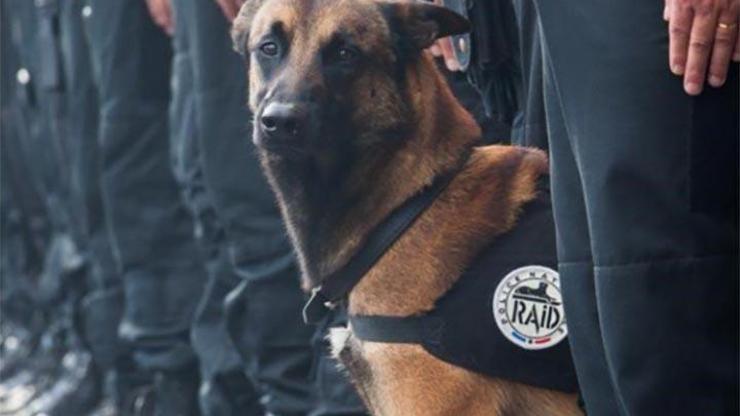 Pariste öldürülen polis köpeği Diesel için sosyal medyada yas