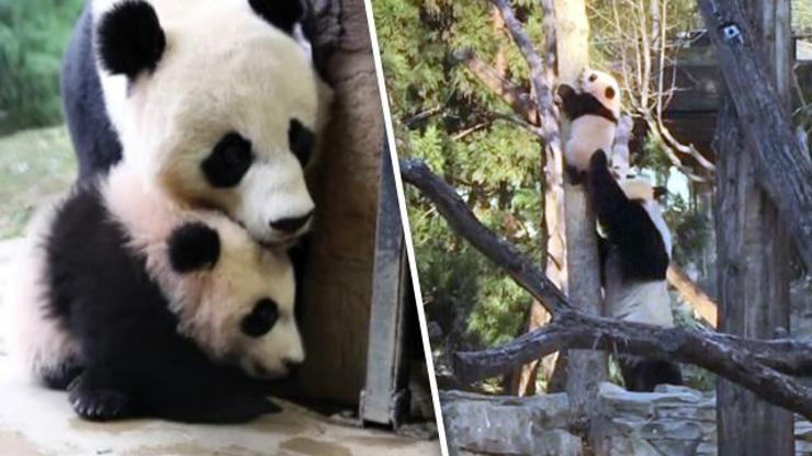 Yavru panda Bei Bei bu kez ağaca tırmandı