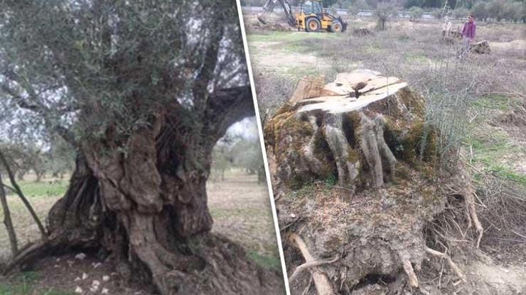 İstanbul-İzmir Otoyolu için 700 bin zeytin ağacı kesildi