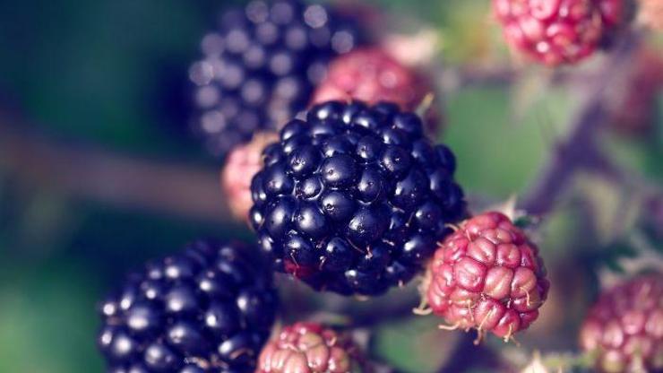 KANSER VE TÜMÖR HÜCRELERİNİN BÜYÜMESİNİ ENGELLİYOR Mucize Meyve Faydaları İle Şaşırtıyor