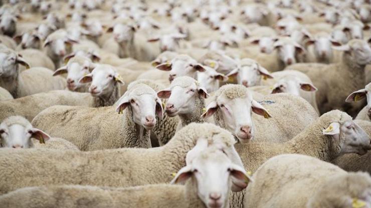 Aylık 2 bin 500 lira ücretli 400 çoban aranıyor