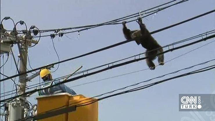 Kaçak şempanze zor anlar yaşattı