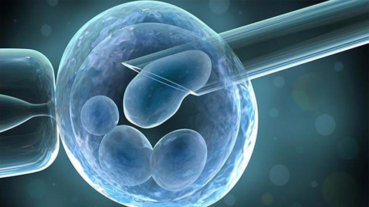 Embriyo zarının inceltilmesi nedir, hangi amaçla uygulanır
