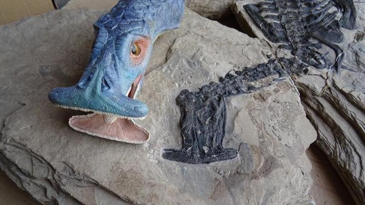 242 milyon yıl önce yaşamış bir hayvanın fosili bulundu