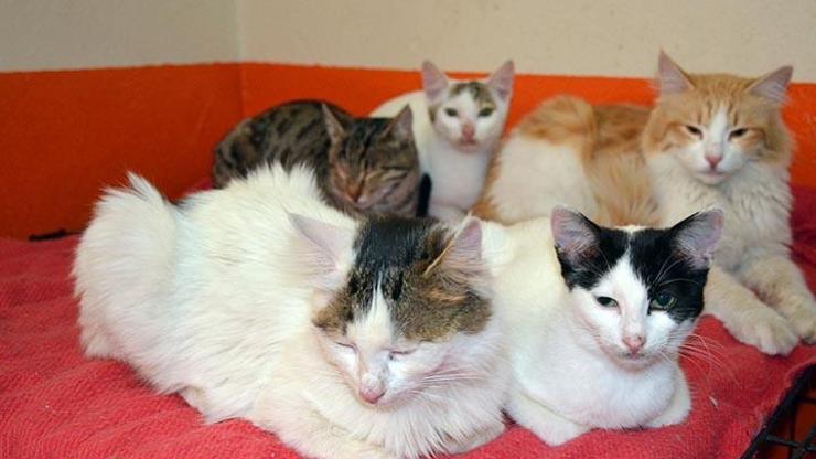 Yüksekovanın kedileri Bitlise gönderildi