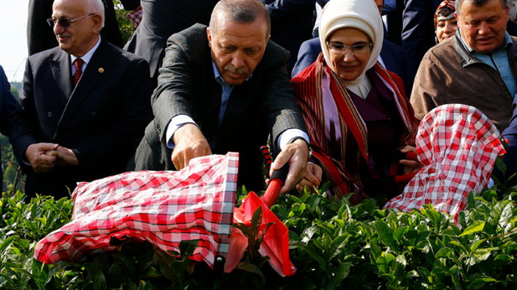 Erdoğan çay hasadı yaptı