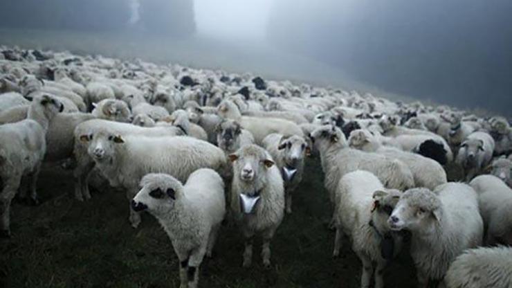 İngilterede esrar yiyen koyunlar çıldırdı
