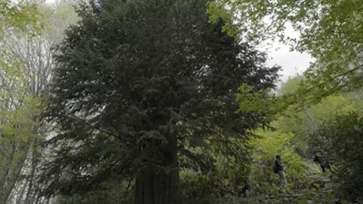 Dünyanın en yaşlı 5 ağacından biri Türkiyede