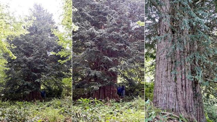 Dünyanın en yaşlı 5 ağacından biri Türkiyede