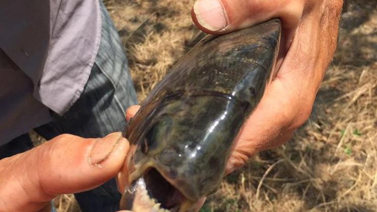 İznik Gölünde insan dişli balık yakalandı