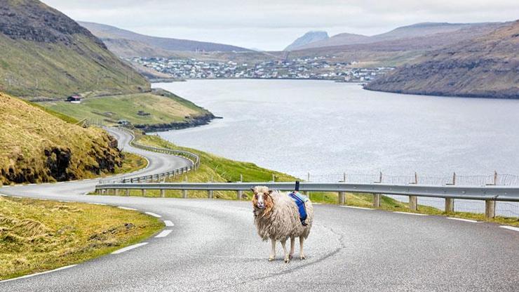 Google Faroe Adalarında koyunlarla iş birliği yapıyor