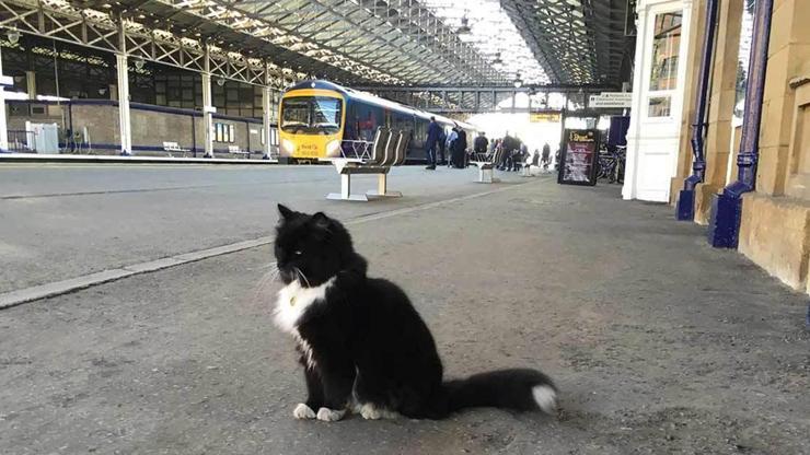 Kıdemli tren garı çalışanı kedi