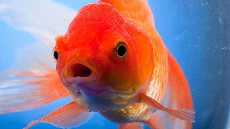 Bir Japon balığını akvaryumdan çıkarıp nehre koyarsanız ne olur