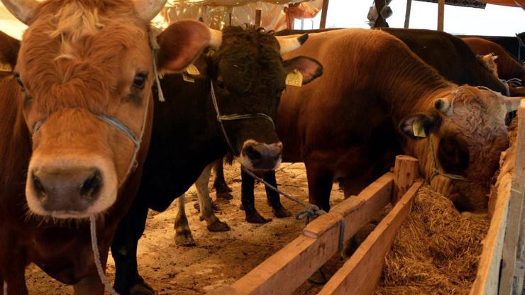 Kurbanlıkları sakinleştirmek için yeni yöntem: Arabesk dinletmek