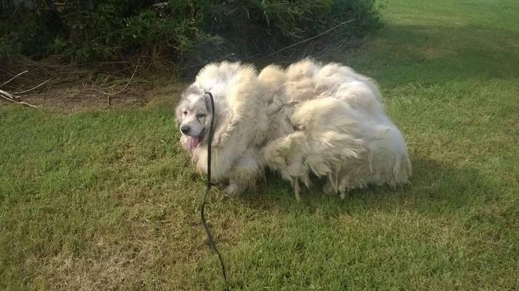 Koyun gibi köpek Lazarus kurtarıldı