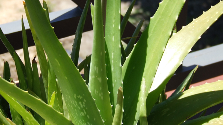 Daha sağlıklı ve doğal bir yaşam için Aloe veranın 9 mucizevi faydası