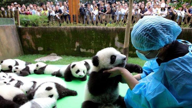 Yeni doğan 23 panda görücüye çıktı