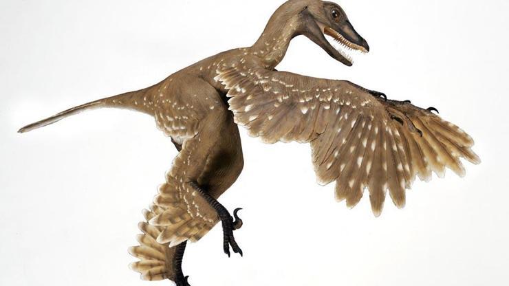 Kuşların 75 milyon yaşındaki dinozor atası sırları aydınlattı