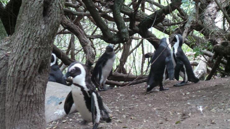 Fok besleyip penguen kovalanabilen şehir: Cape Town