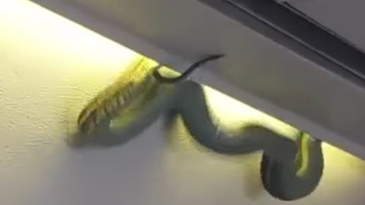 Yolcu uçağında yılan paniği