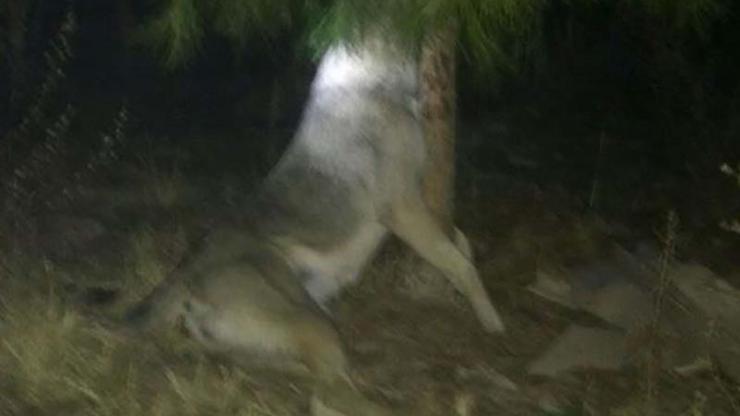 Manisa'da tecavüz ettikleri köpeği ağaca asıp öldürdüler Manisa'da tecavüz ettikleri köpeği ağaca asıp öldürdüler