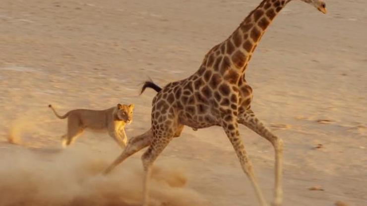 Zürafadan aslana uçan tekme
