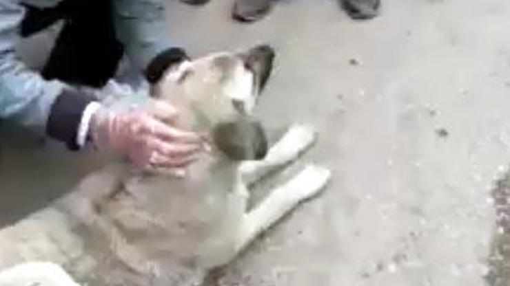 Zehirlenen köpeği marketten aldığı sütü içirip kurtardı