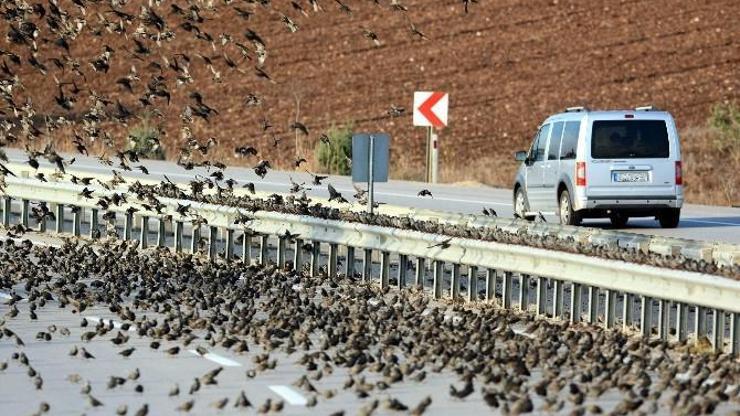 Soğuk kuşları da vurdu, binlercesi kara yolunu kapattı