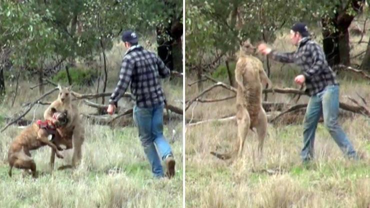Köpeğini korumak için kanguruya yumruk attı