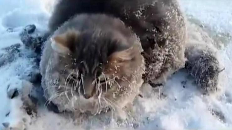 Kedi buza yapıştı, sıcak su dökerek ayırdılar