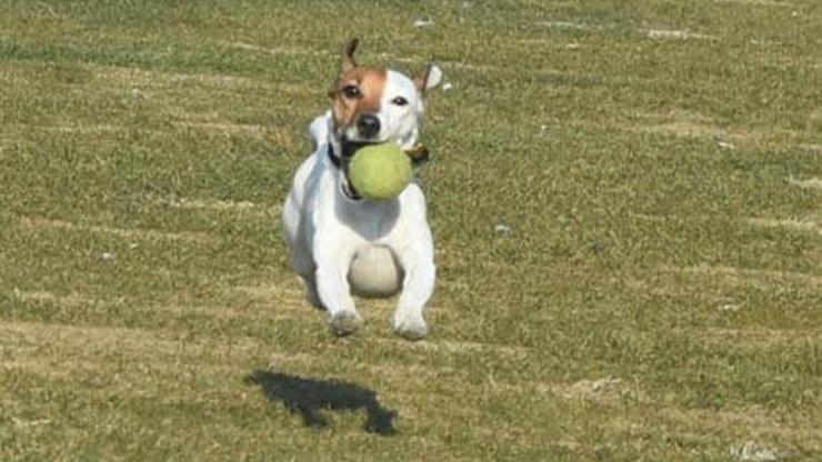 Çılgın köpek Chivas