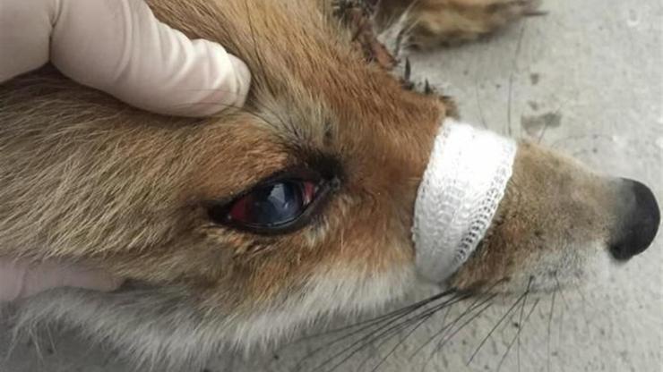 Gözleri görmeyen tilki ameliyat edildi